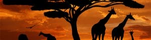Afrika