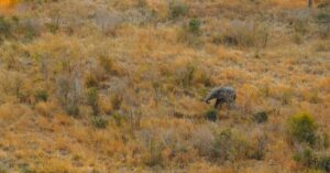 Safari landschap in de Kruger-regio