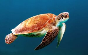Zeeschildpad op een zandstrand