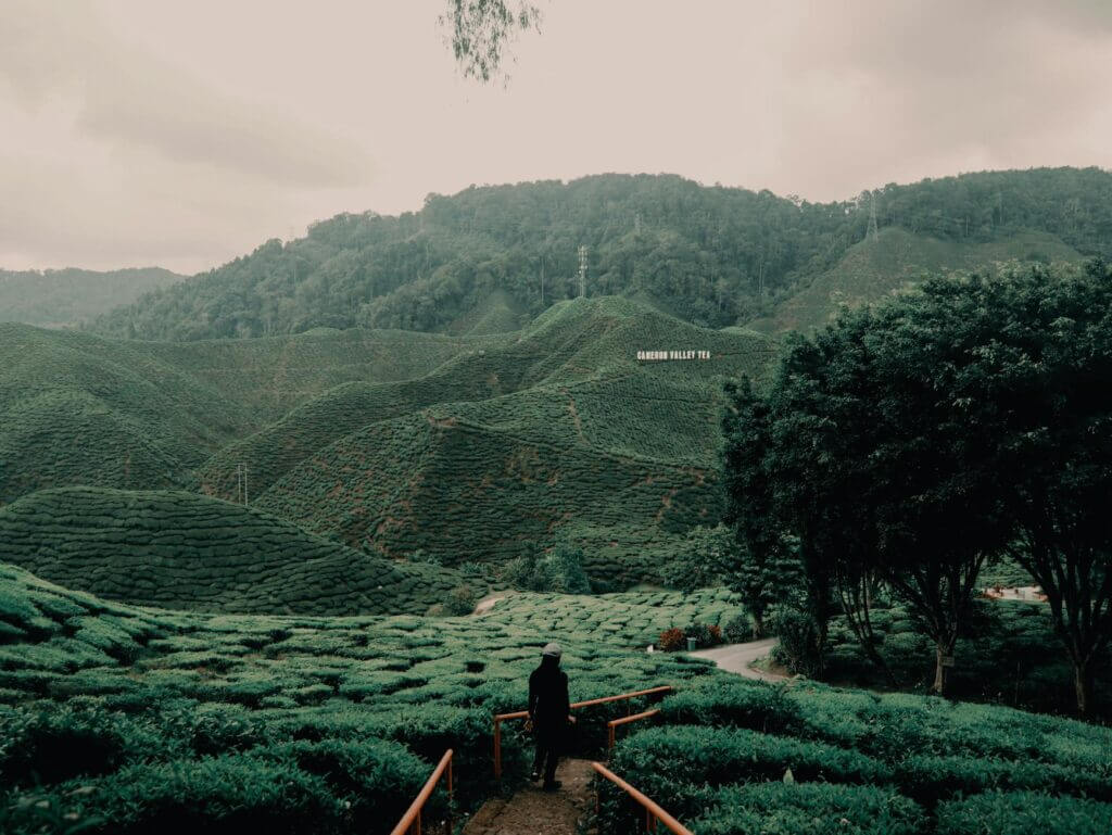 Groene theeplantages in de mist van de Cameron Highlands