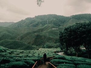 Groene theeplantages in de mist van de Cameron Highlands