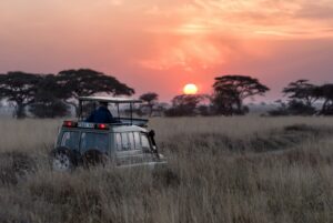 Olifant op de savanne in Kruger National Park