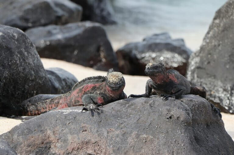 49 Dagen –  Door de Andes, Amazone en Galápagos