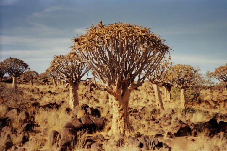 2 Weken – Namibië Woestijn & Roadtrip