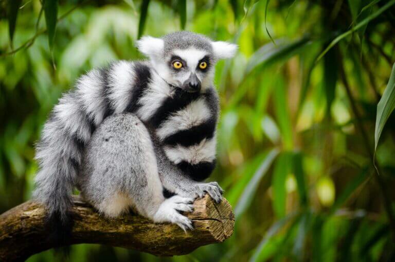 2 weken – Madagaskar door Regenwouden en Canyons
