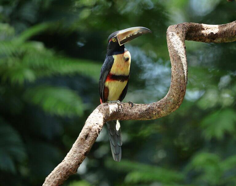 Costa Rica