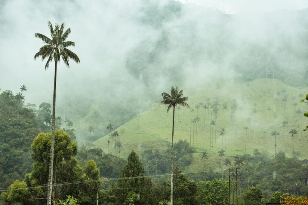 Hoge waspalmen in de mistige Valle de Cocora, Colombia