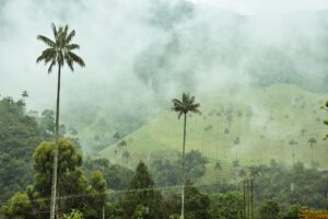 Hoge waspalmen in de mistige Valle de Cocora, Colombia