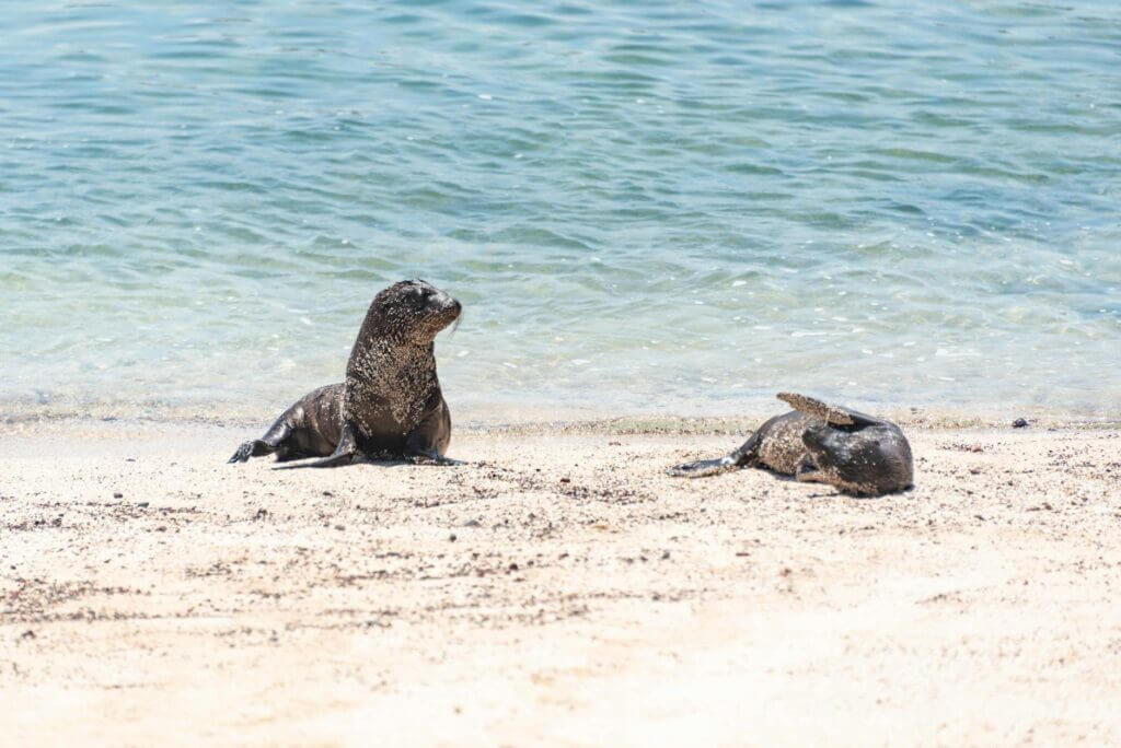 Zeeleguaan rustend op de vulkanische rotsen van de Galápagos Eilanden