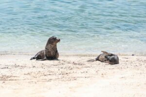 Zeeleguaan rustend op de vulkanische rotsen van de Galápagos Eilanden