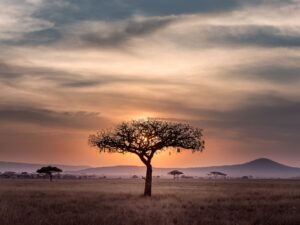 Maasai mannen in traditionele kleding in het landschap