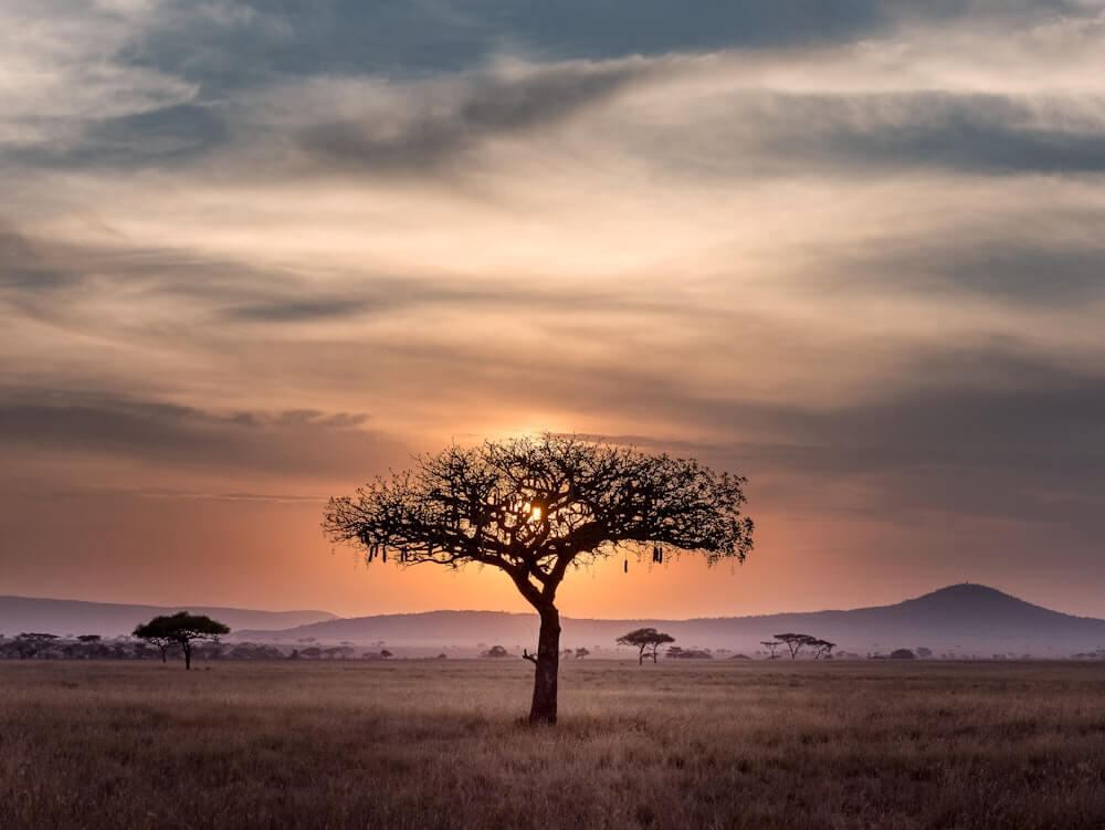 Maasai mannen in traditionele kleding in het landschap