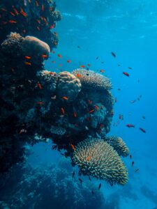 Snorkelen in het heldere water van Coral Bay