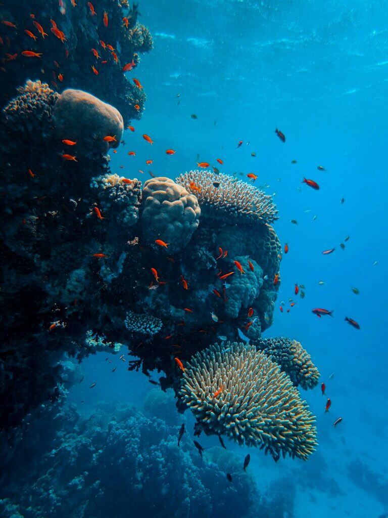 Snorkelen in het heldere water van Coral Bay