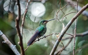 Dichte mist en weelderige groene vegetatie in het nevelwoud van Monteverde