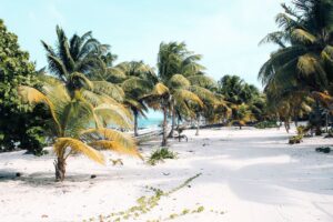 Serene tropical beach with palm trees in Javier Rojo Gómez, Mexico.