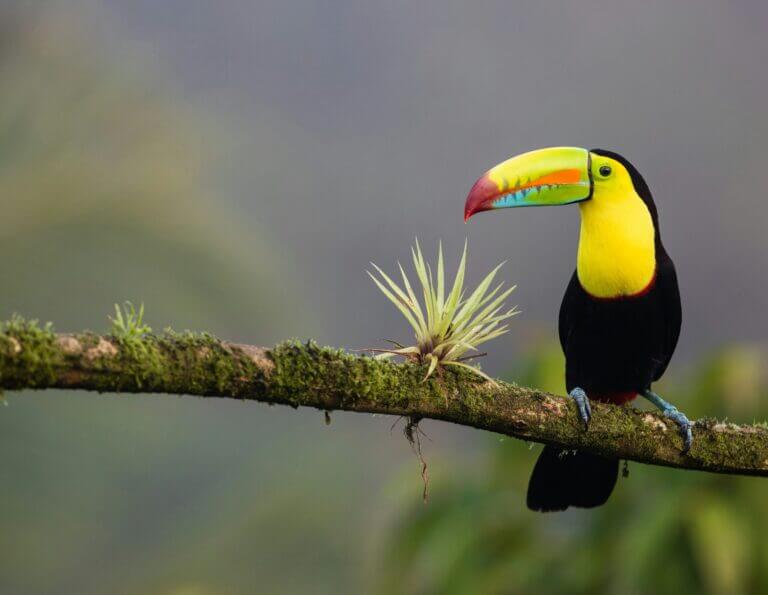 Costa Rica in 1 week