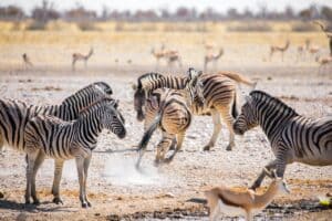 zebras Namibië