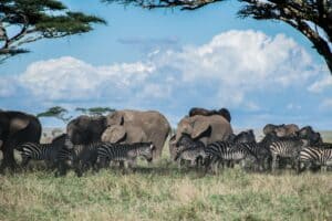 Serengeti, Tanzania